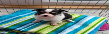 Chihuahua Puppy 1