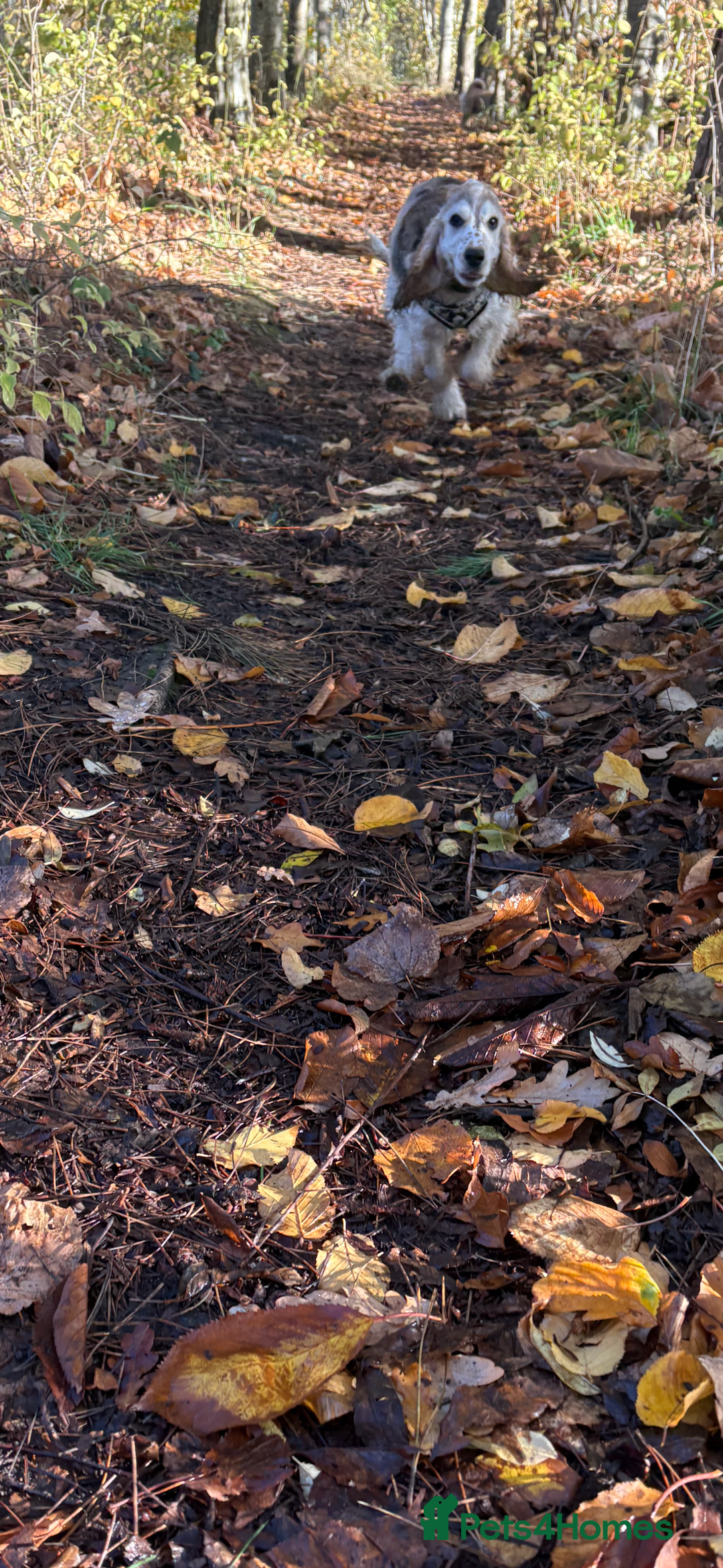 Cocker Spaniel dogs for sale: Kc 5 month old show cocker spaniel girl - Advert 8