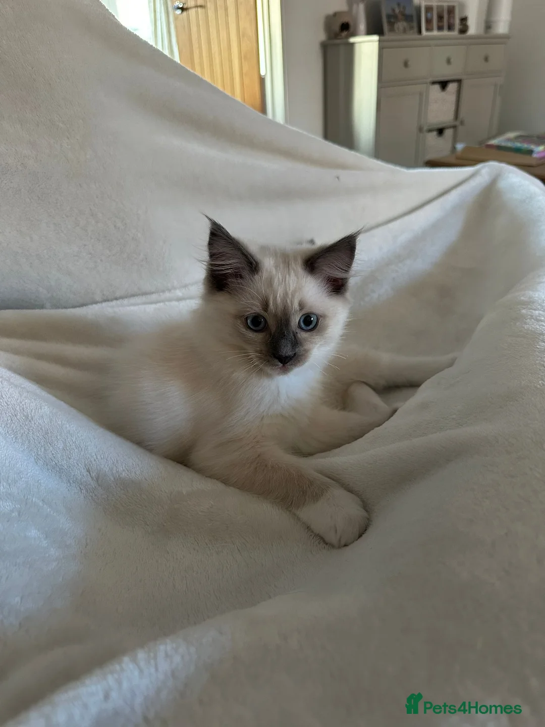 Ragdoll cats for sale: GCCF Pedigree Ragdoll Kitten - Advert 1
