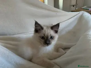 Ragdoll cats GCCF Pedigree Ragdoll Kitten - Advert 16