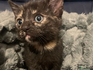 Domestic Shorthair cats Domesticated Short haired Kittens - Advert 16