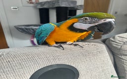 Macaws birds for sale: 6yr old Blue/Gold Wing Macaw  - Image 6