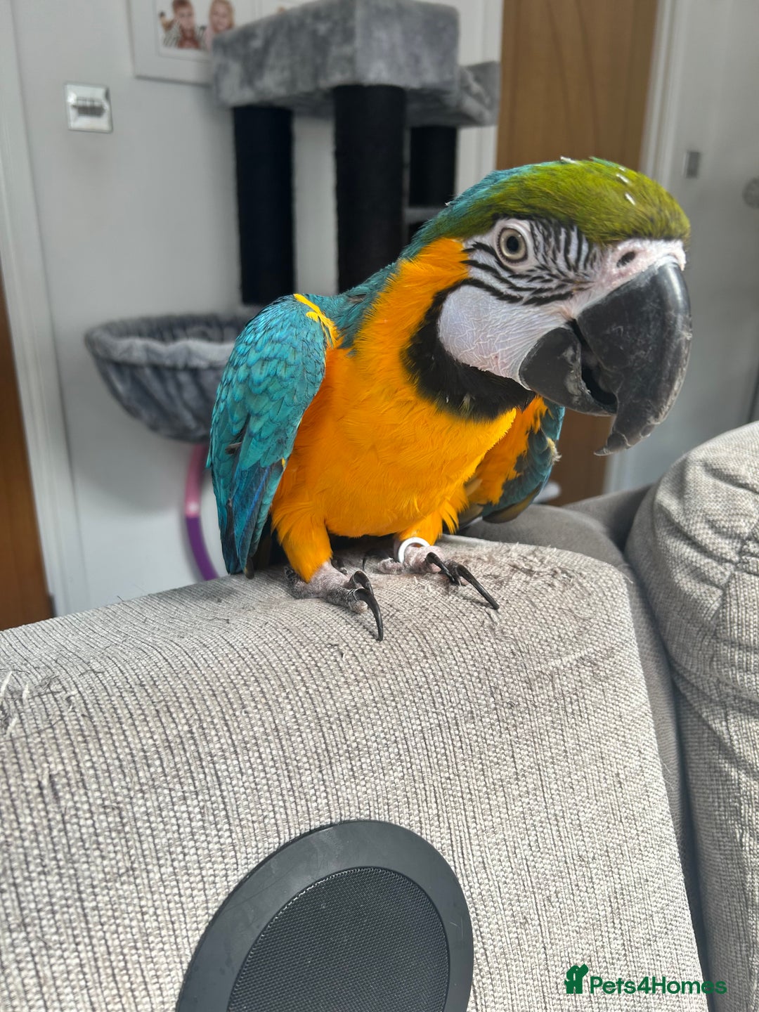 Macaws birds for sale: 6yr old Blue/Gold Wing Macaw  - Image 6