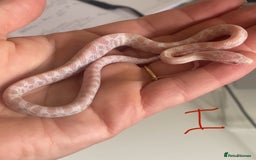 Corn Snake reptiles for sale: Shatter/ Shatter Type Cornsnake Hatchlings - Image 7