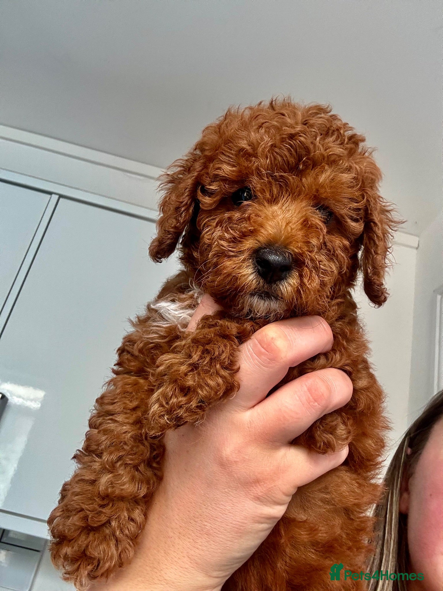 Toy Poodle dogs ✨Health checked Toy Poodle Puppies 🌟 - Advert 2