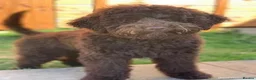 Australian Labradoodle dogs for sale: 🌈 Waiting List Open RAINBOW litter due mid August - Advert 15