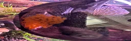 Plecos fish for sale: Breeding pair bristlenose plecos - Advert 1