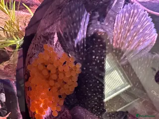 Plecos fish Breeding pair bristlenose plecos - Advert 21