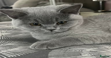 British Shorthair cats in Eastbourne - Advert 2