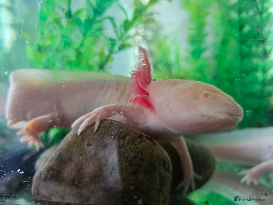Other/Mixed Breed fish for sale: Axolotl eggs  in Ashington - Advert 2