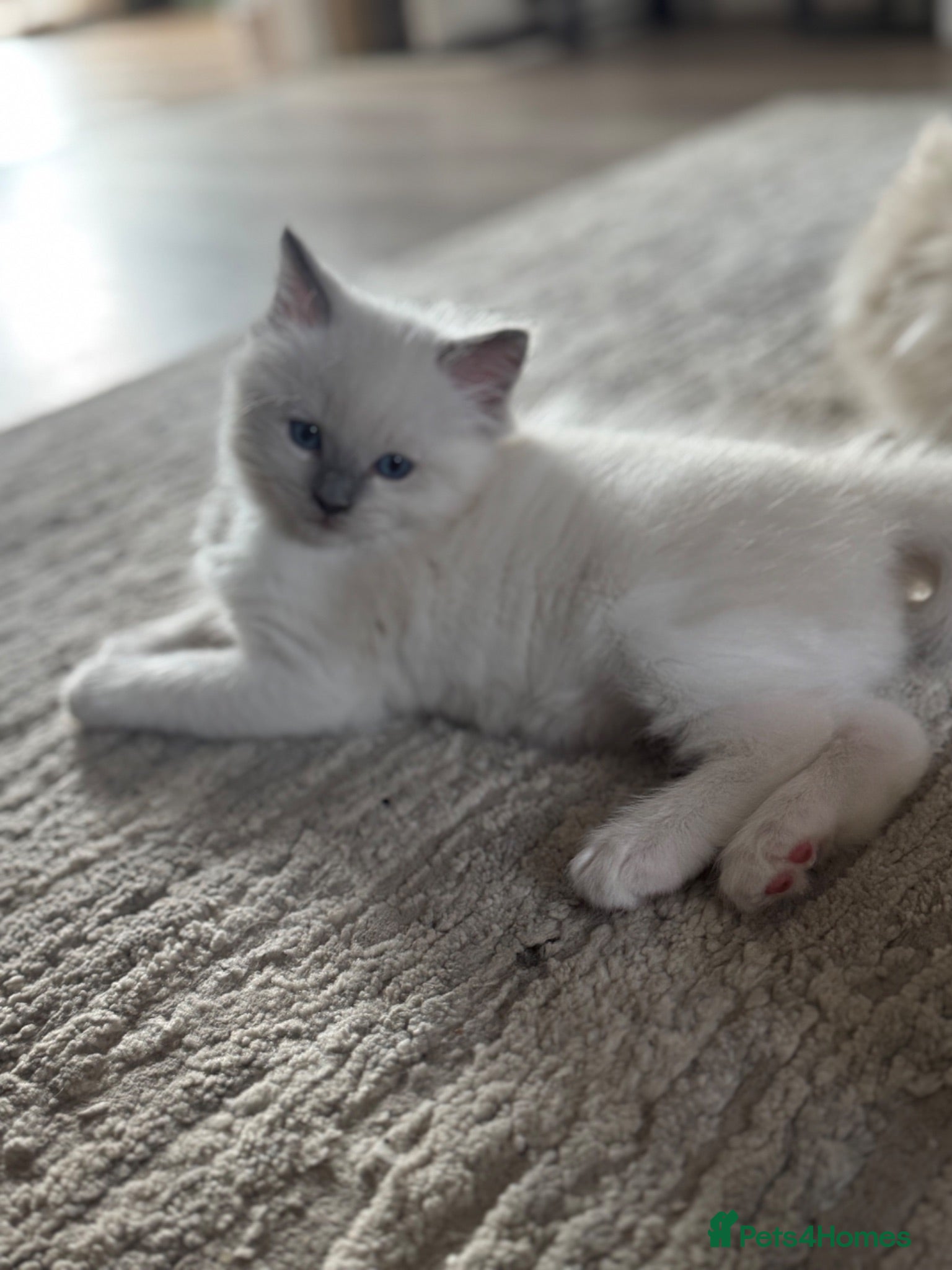 Ragdoll cats GCCF Blue point Ragdolls  - Advert 13