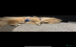 Pomeranian dogs for sale: Pomeranian  - Advert 3