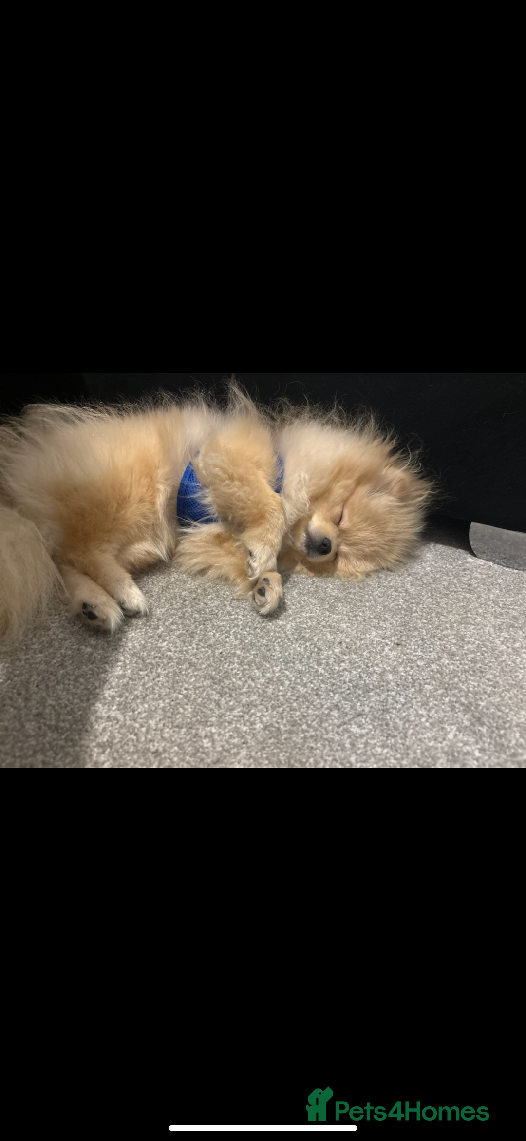 Pomeranian dogs for sale: Pomeranian  - Advert 3