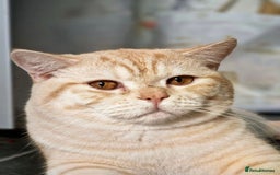 British Shorthair cats for sale: Gorgeous British shorthairs - Image 27