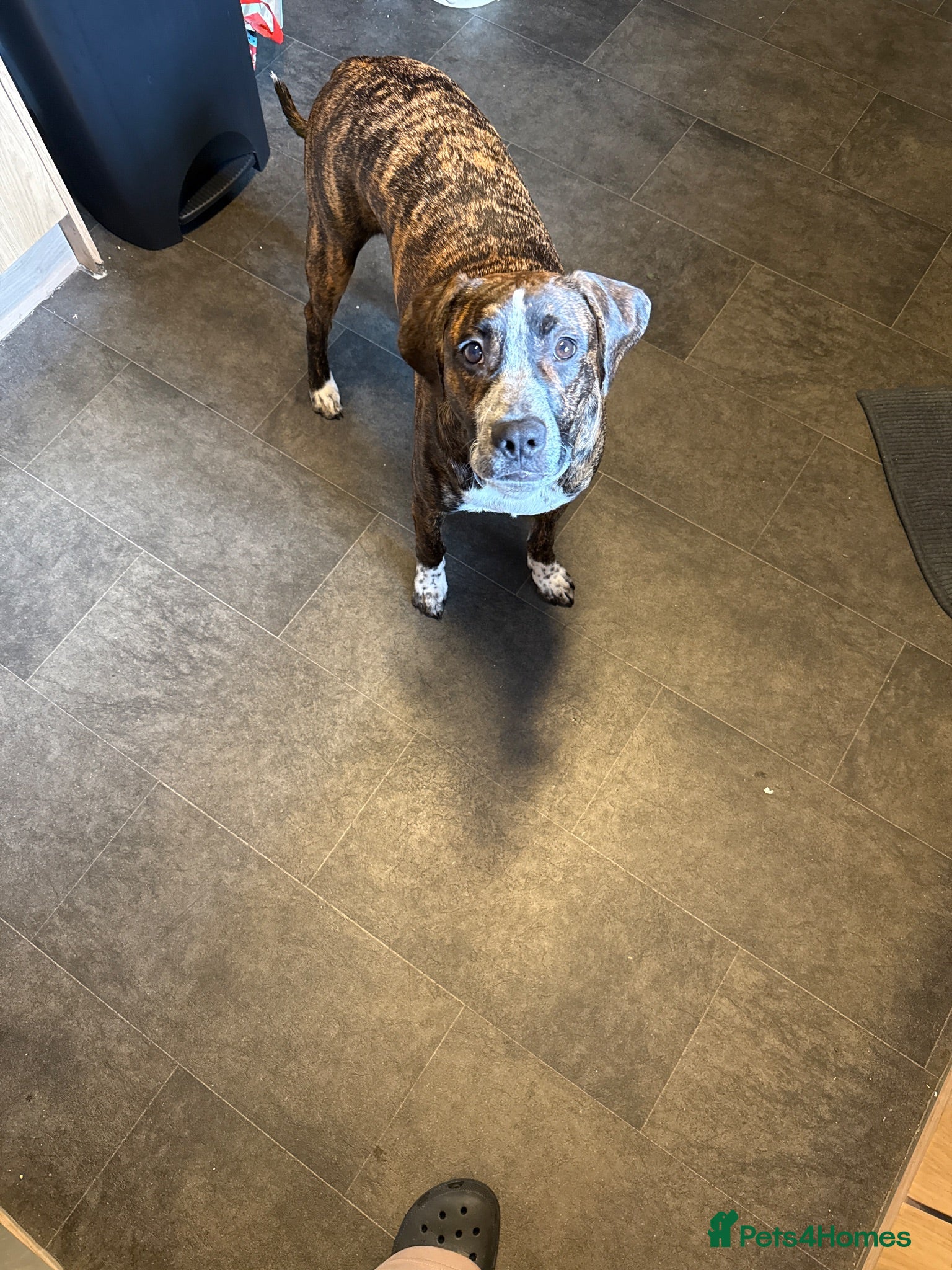 Presa Canario dogs 8 month old pup - Advert 9