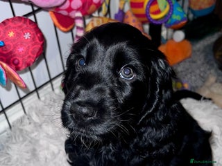 Cocker Spaniel dogs KC registered health tested Show Cocker spaniels - Advert 15