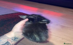Domestic Shorthair cats for sale: mixed kittens - Image 7