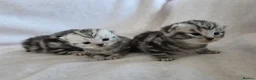 British Shorthair cats for sale: Original BSH Silver Tabby kittens  - Advert 9