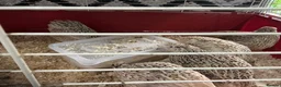 Mixed Breed birds for sale: Jumbo quail in Birmingham - Advert 11