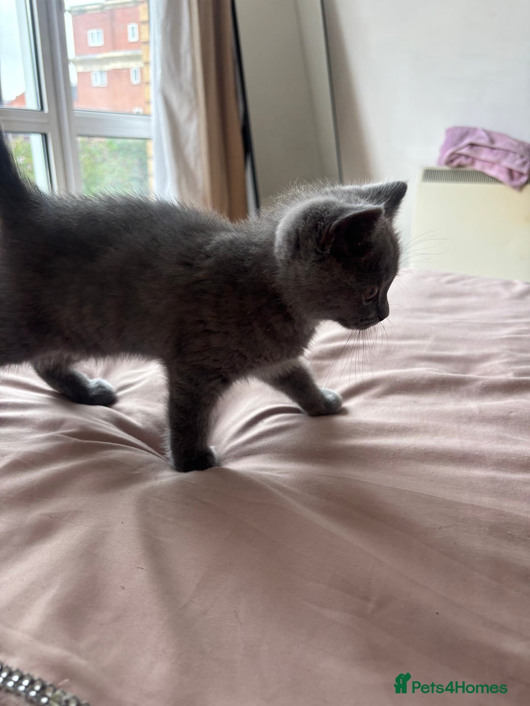 Scottish Fold cats for sale: Grey Scottish Fold  - Image 6