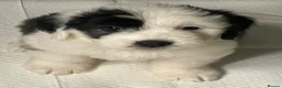 Old English Sheepdog dogs for sale: Old English x St Bernard SCOTLAND - Advert 26