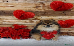 Pomeranian dogs for sale: Lovely little Poms available  - Image 12