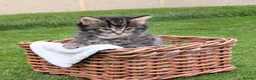 Mixed Breed cats for sale: 🐾 Rare Fluffy Maine Coon Type Kittens ⭐ in Waltham Cross - Advert 4