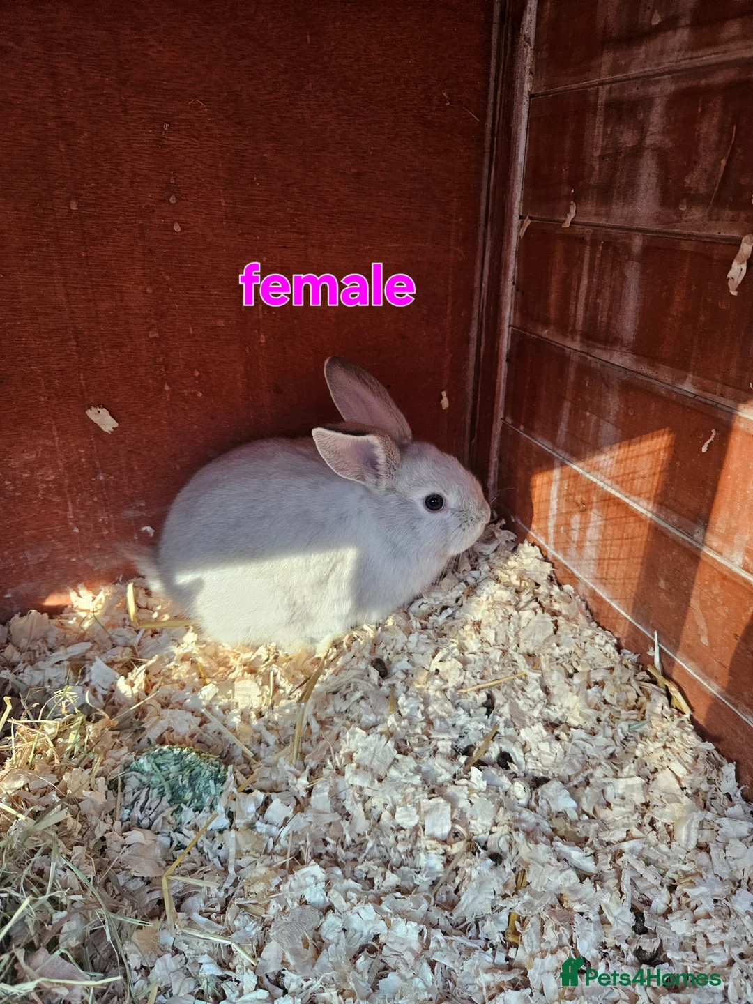 Dutch rabbits for sale: Mini lop x rex baby rabbits  - Advert 2
