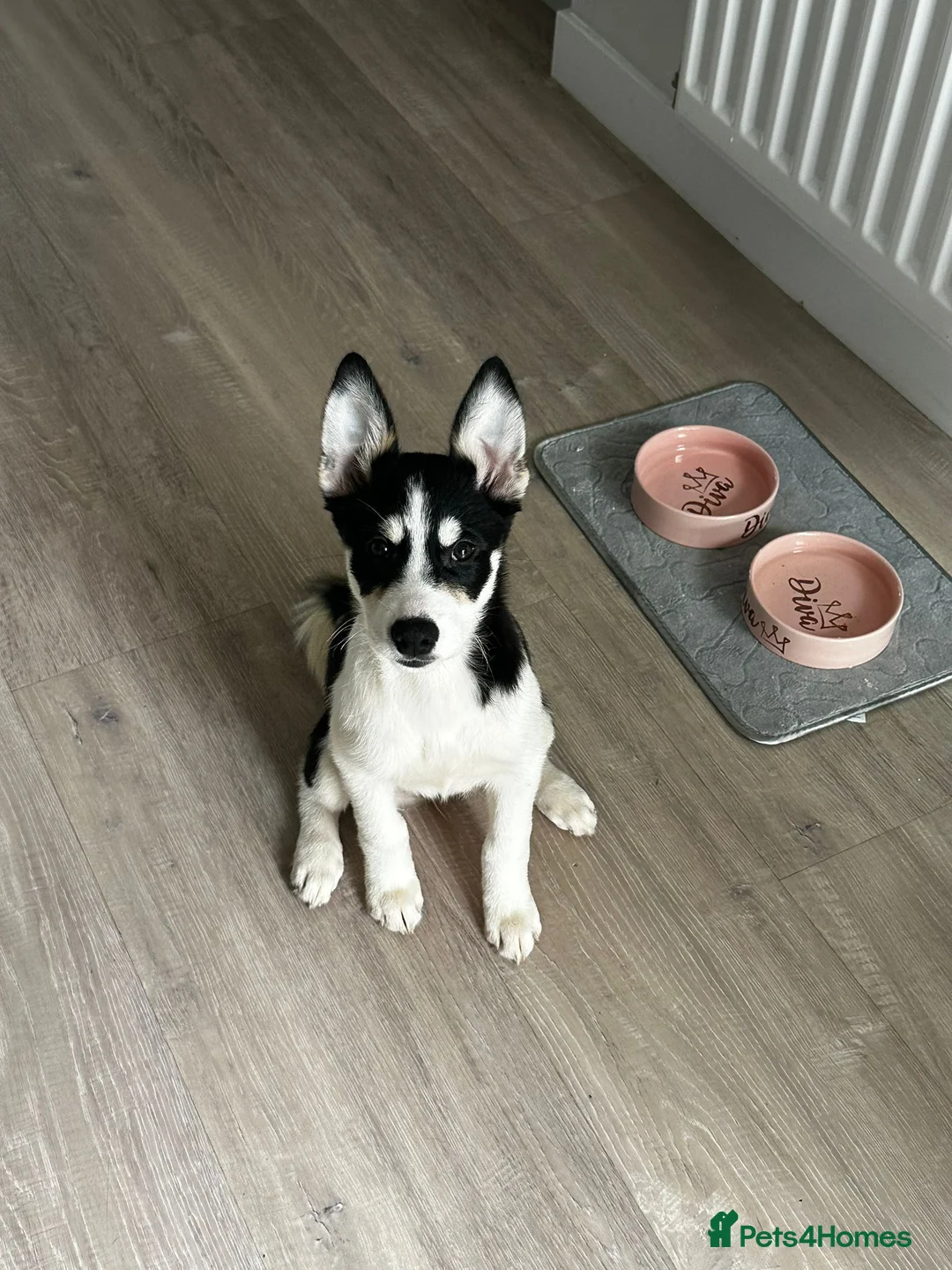Mixed Breed dogs for sale: Puppy for sale  in Glasgow - Advert 2