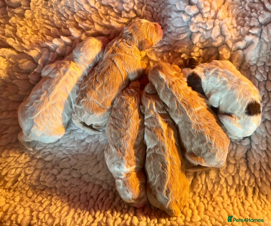 Cockapoo dogs for sale: Cockerpoo puppies  - Advert 29