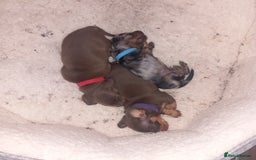 Miniature Dachshund dogs for sale: Miniature dachshund  - Image 3