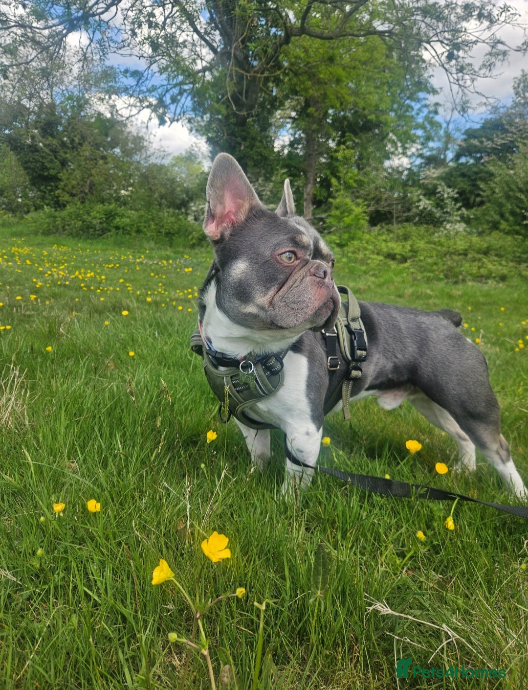 French Bulldog dogs for sale: French Bulldog in need of a loving home - Image 4