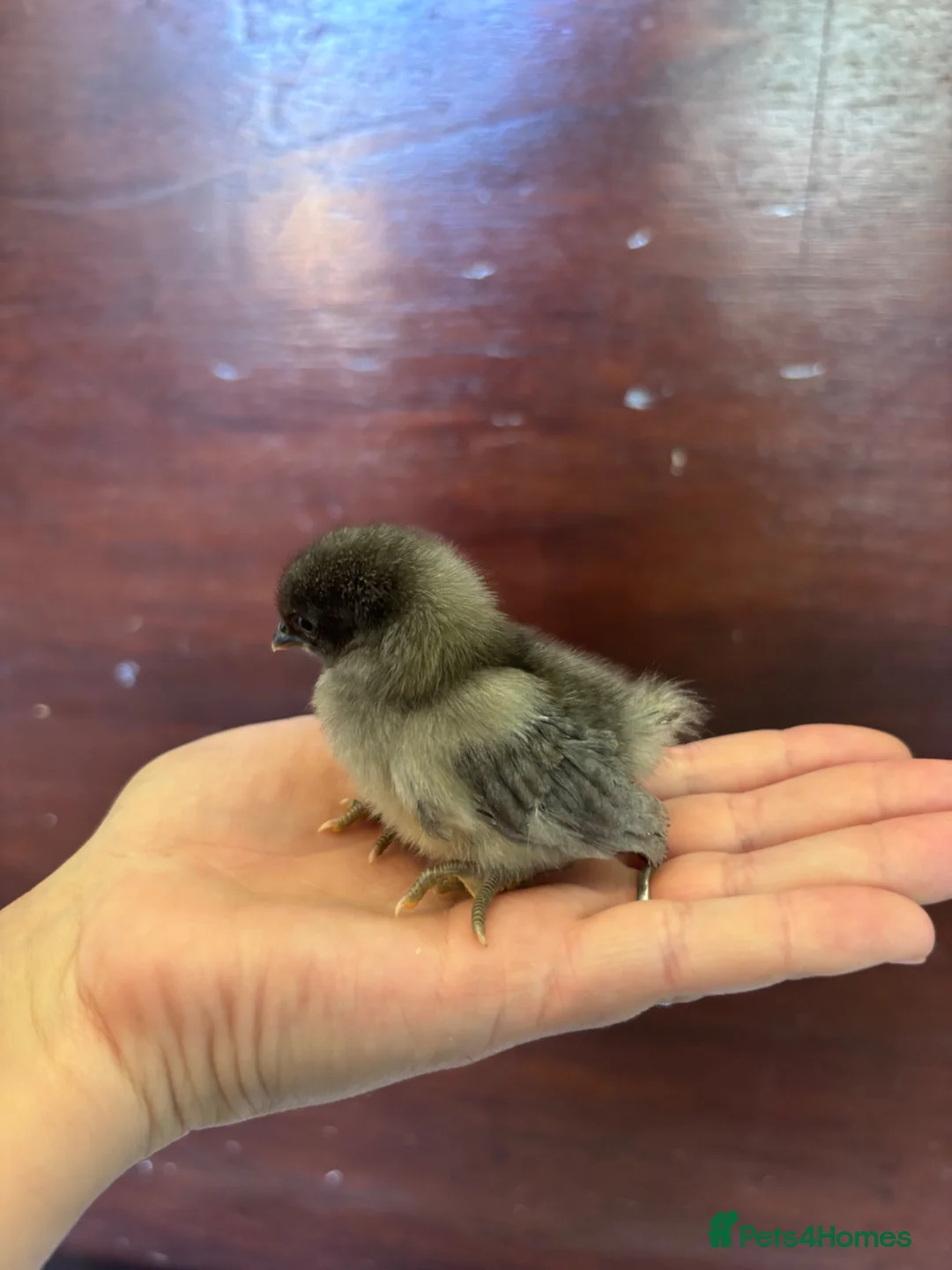 Chickens poultry for sale: Serama Chicks Worlds Smallest Chickens - Advert 2