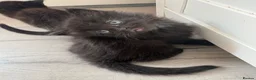 Mixed Breed cats for sale: Kittens for sale  - Advert 8