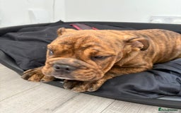 English Bulldog dogs for sale: BRITISH BULL DOG - Image 12