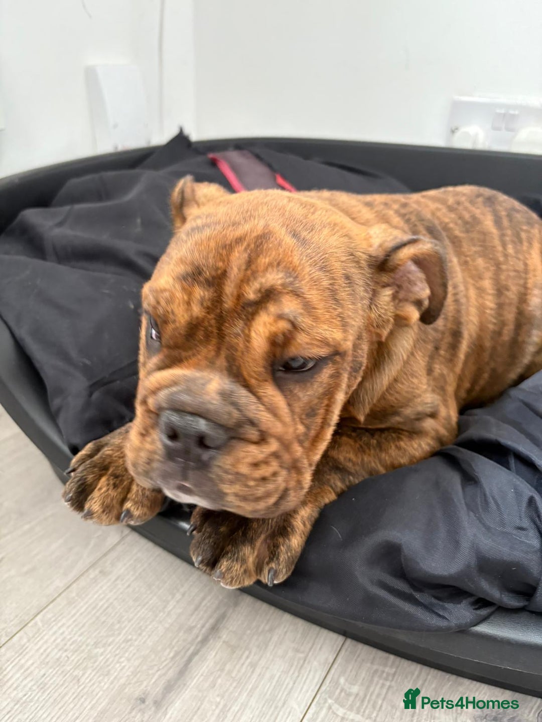 English Bulldog dogs for sale: BRITISH BULL DOG - Image 12