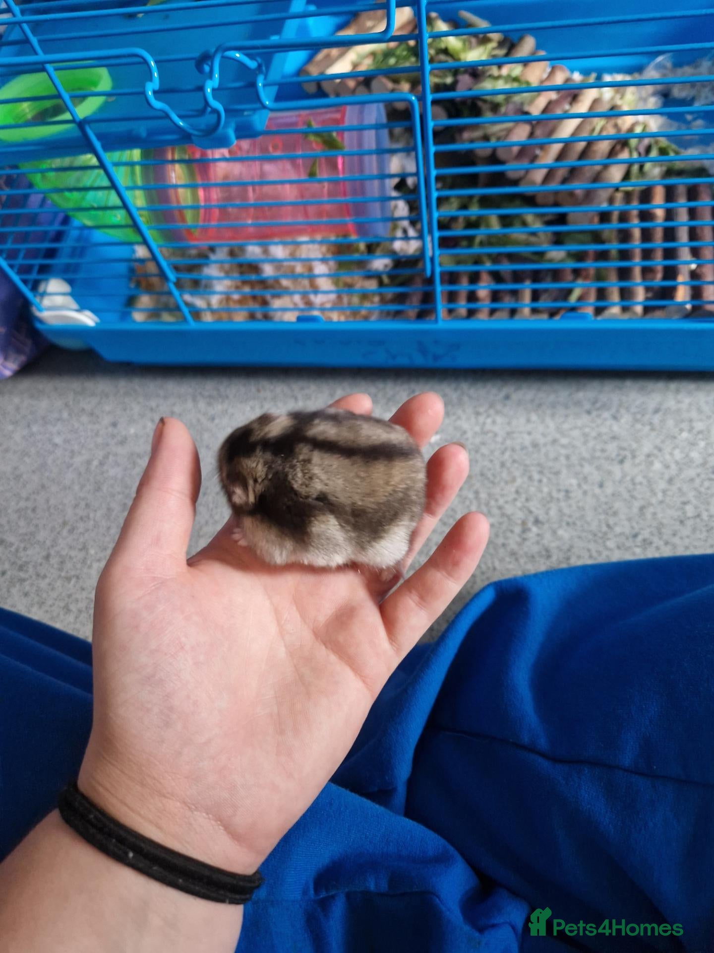 Hamster rodents Hammy - Advert 1