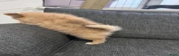 Pomchi dogs for sale: 3 beautiful pomchi puppy’s  in Crawley - Advert 8