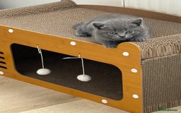 British Shorthair cats for sale: British shorthair kittens “Ready now” - Image 5