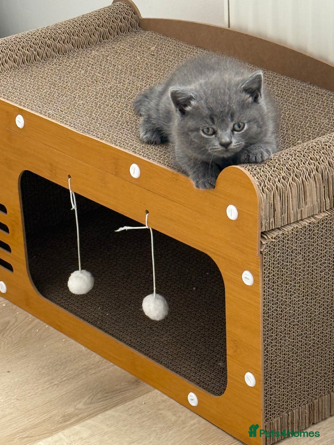 British Shorthair cats for sale: British shorthair kittens “Ready now” - Image 5