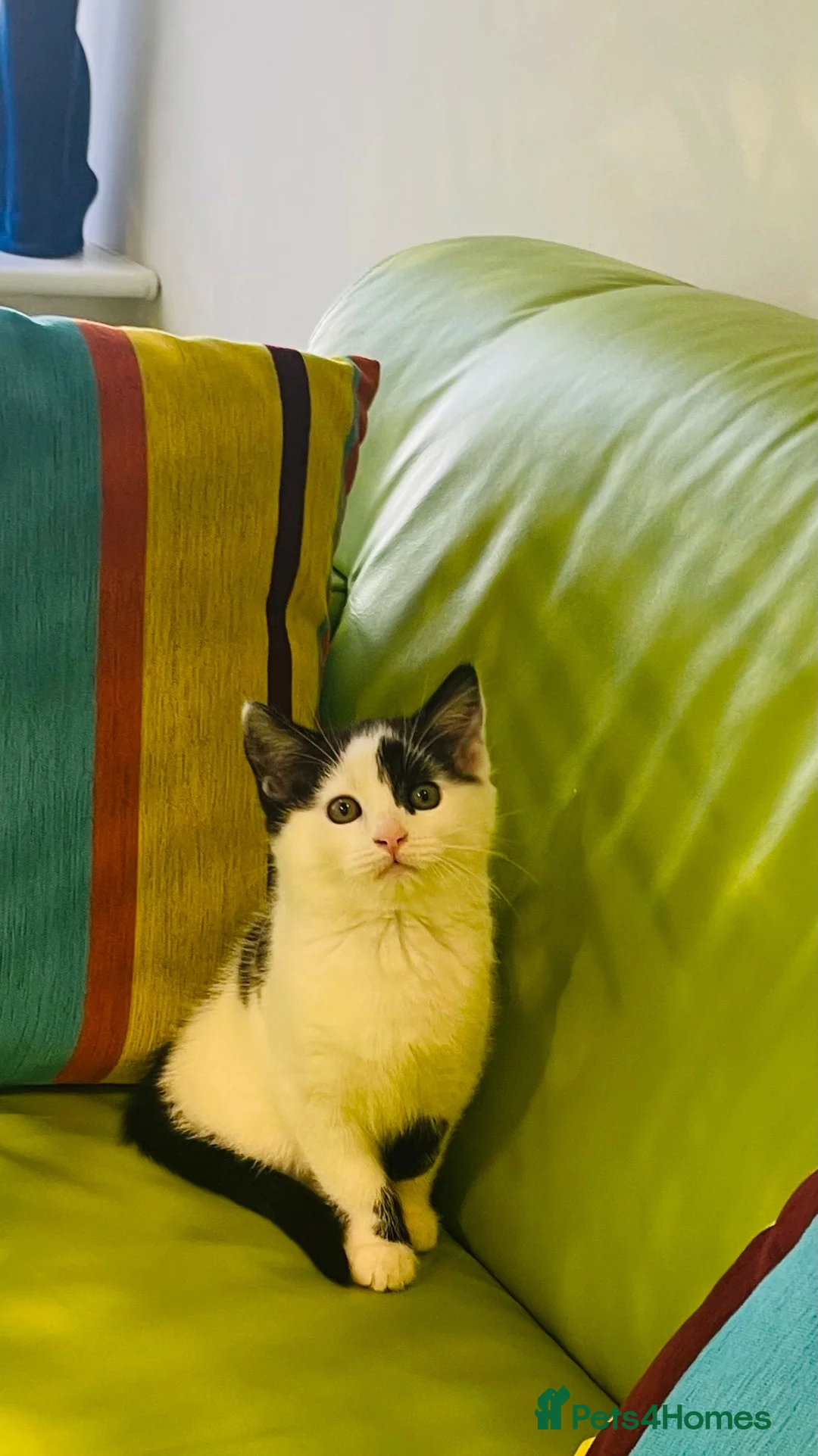 Mixed Breed cats for sale: Wonderful, clever, healthy Kittens for sale - Advert 2