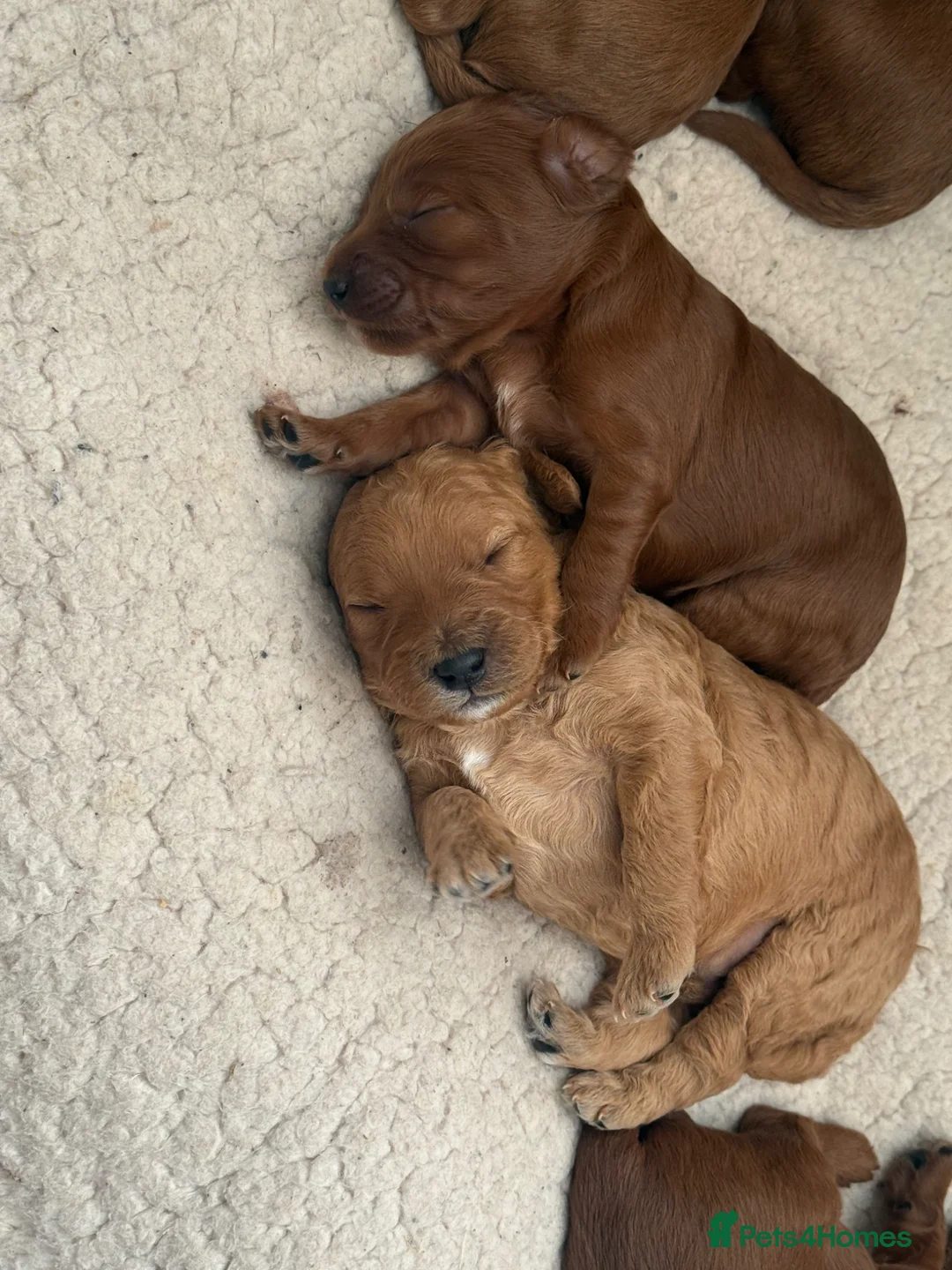 Cockapoo dogs for sale: F1B cockapoo ❤️❤️💙💙 available  - Advert 2