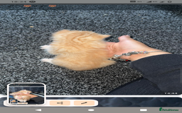 Domestic Shorthair cats for sale: 3 ginger kittens looking for homes  - Image 4