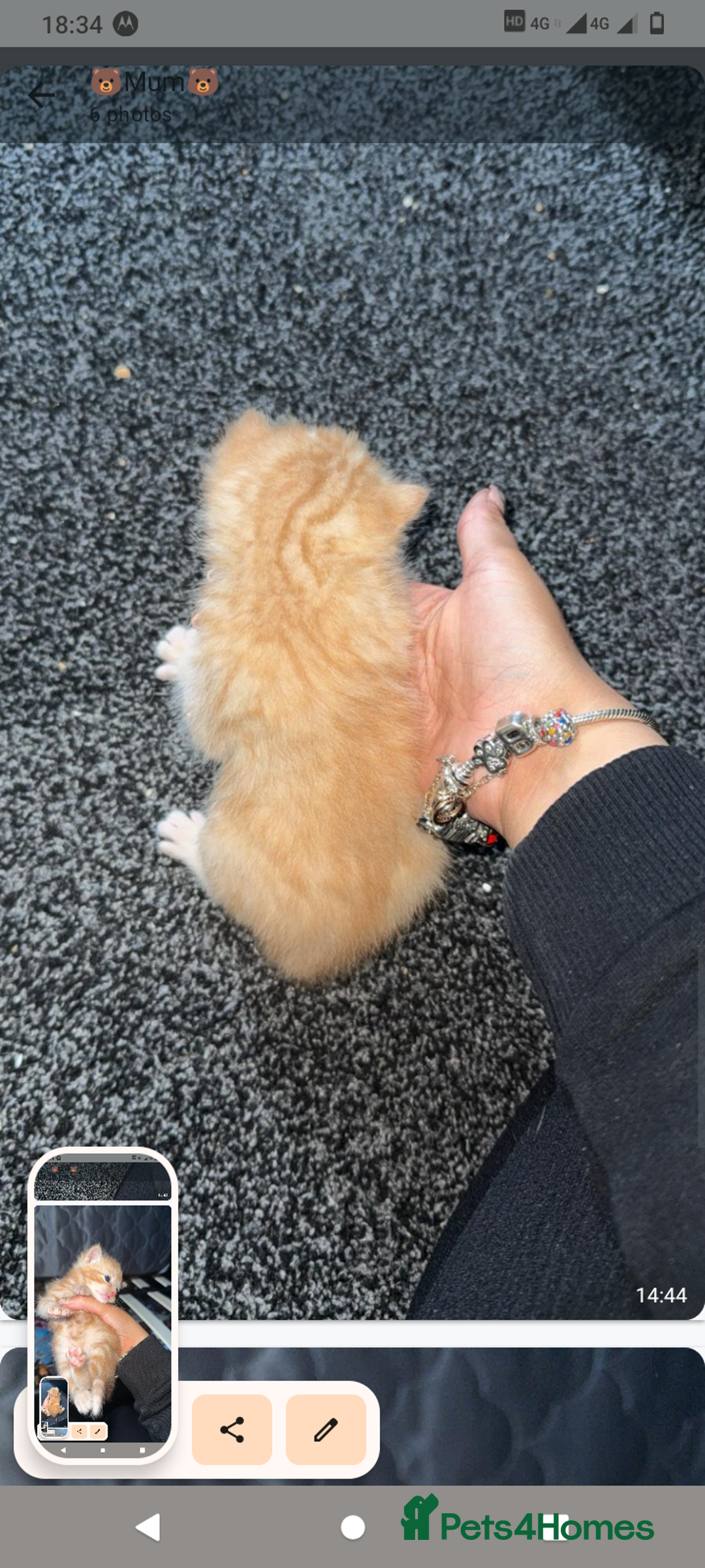 Domestic Shorthair cats for sale: 3 ginger kittens looking for homes  - Image 4
