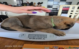 German Shepherd dogs for sale: German Shepard KC Reg Puppies in Scunthorpe - Image 29