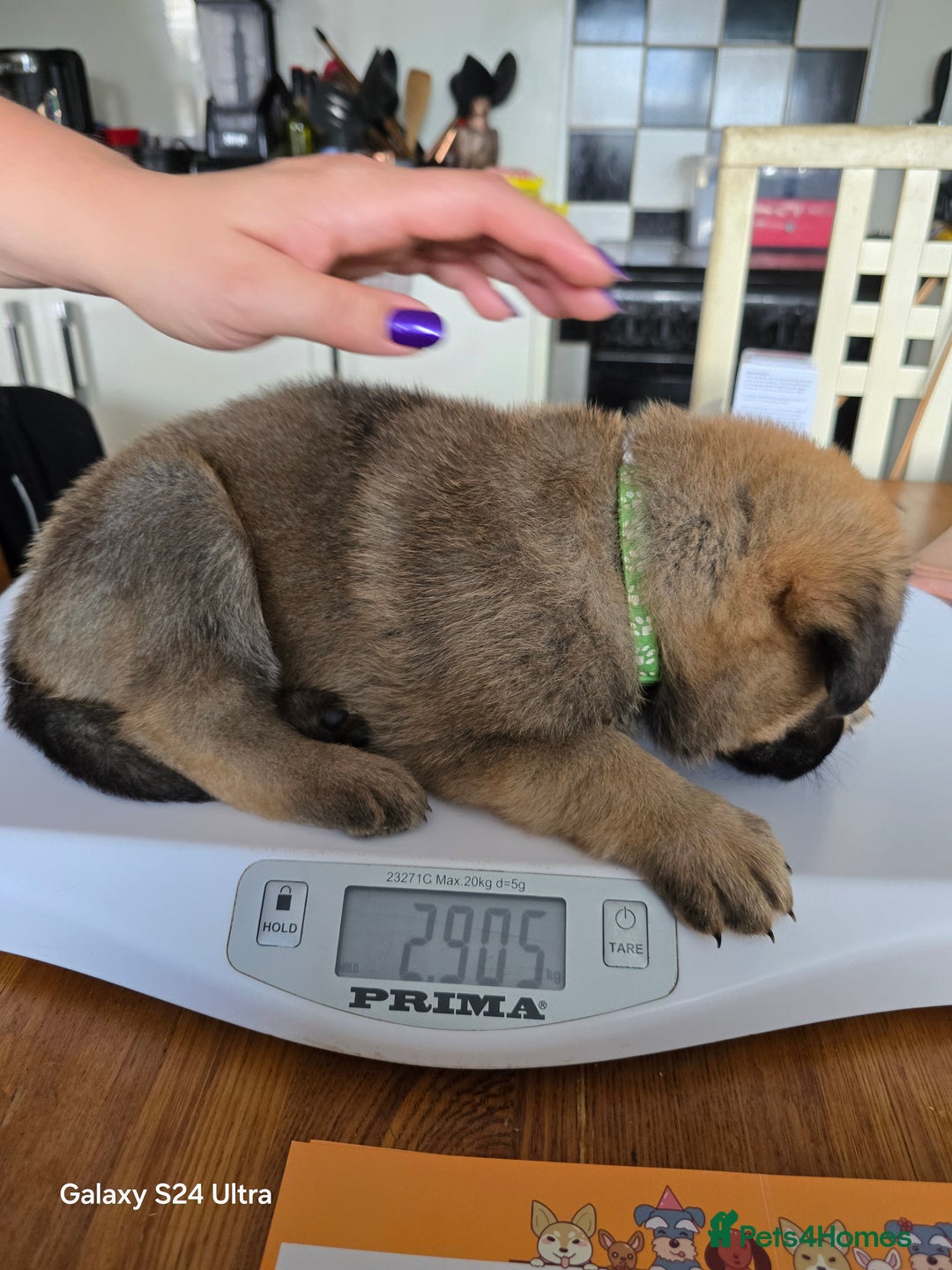 German Shepherd dogs for sale: German Shepard KC Reg Puppies in Scunthorpe - Image 29