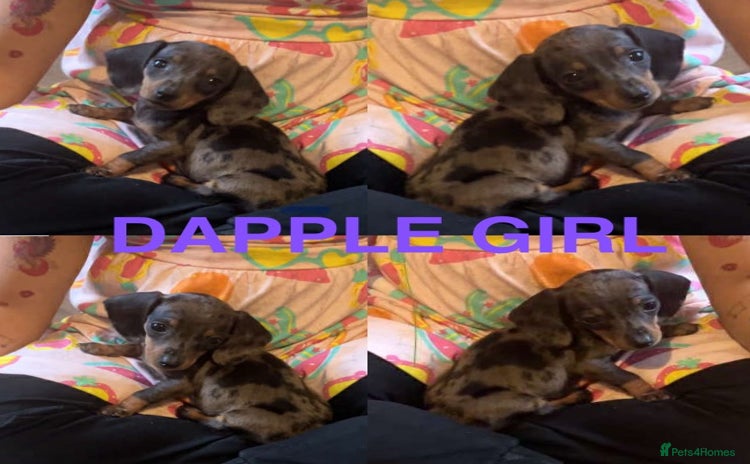Dachshund dogs - Advert 1