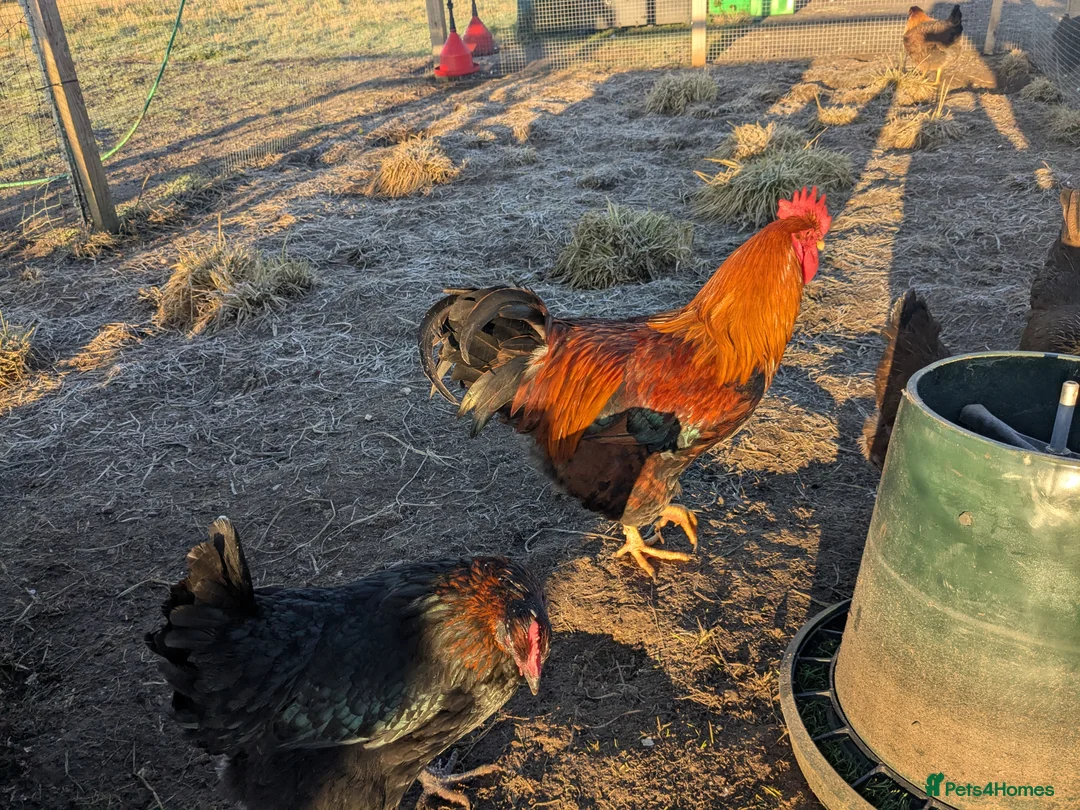 Geese poultry for sale: Call ducks, Light Sussex, Faverolle, Aracaunas,Wel - Advert 13