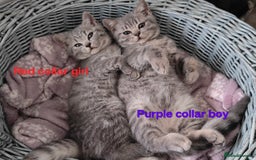 British Shorthair cats for sale: British shorthair blue /tabby kittens  - Image 4