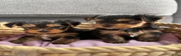 Yorkshire Terrier dogs for sale: Kc registered Yorkshire terrier puppies - Advert 23